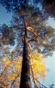 Borovice