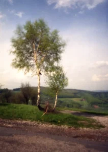 Bříza na Kopanicích